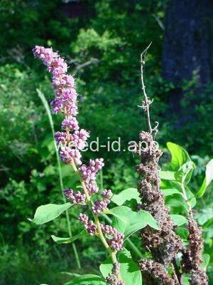 Spiraea douglasii
