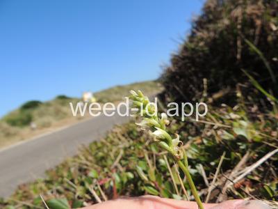 Spiranthes romanzoffiana