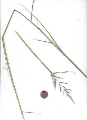 Sporobolus cryptandrus