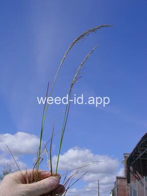 Sporobolus domingensis