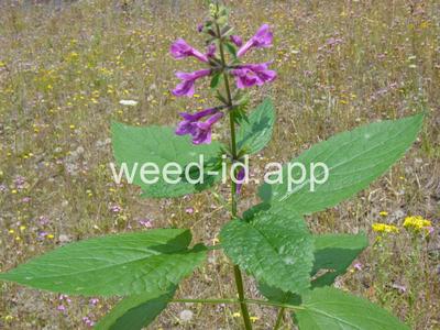 Stachys mexicana
