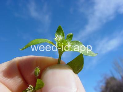 chickweed, common