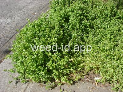 chickweed, common