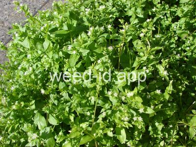 chickweed, common