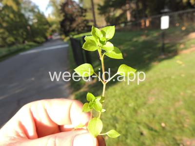 chickweed, common
