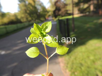 chickweed, common