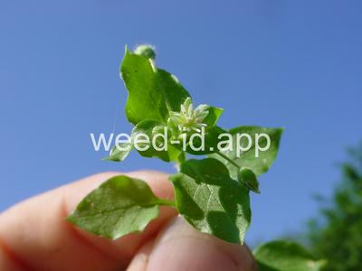 chickweed, common