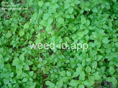 chickweed, common