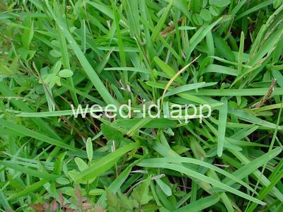 Stenotaphrum secundatum