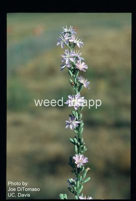stephanomeria