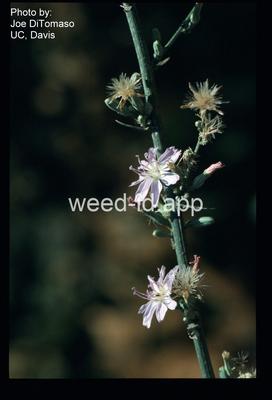 stephanomeria