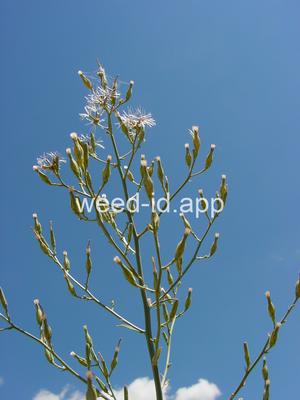 Stephanomeria paniculata