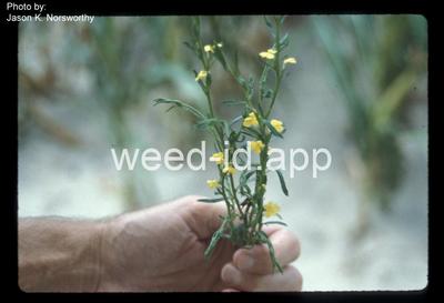 witchweed