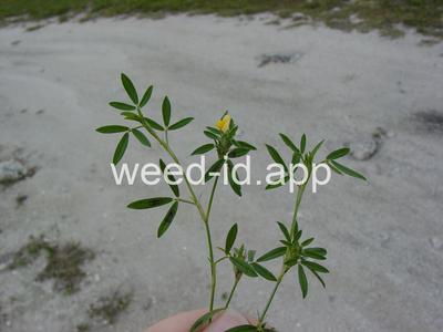 Stylosanthes biflora