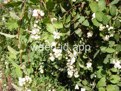 Symphoricarpos albus