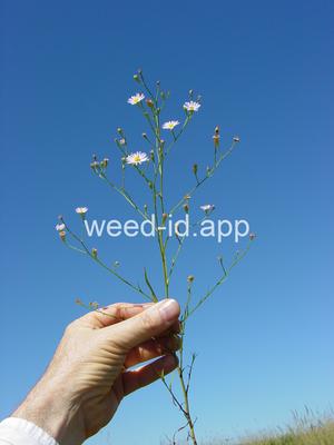 Symphyotrichum divaricatum