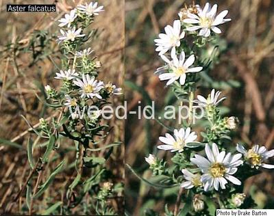 aster, white