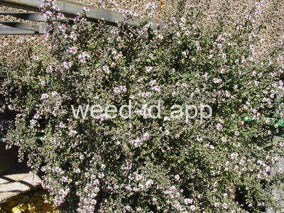 Symphyotrichum lateriflorum