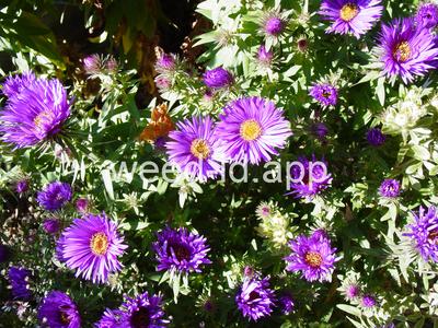 aster, New England