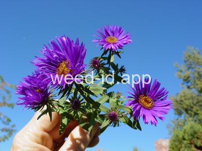aster, New England
