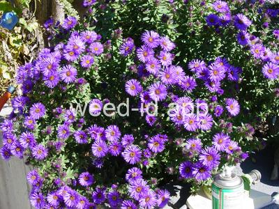 aster, New England