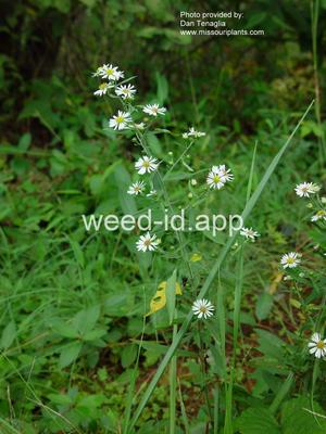 aster, white prairie
