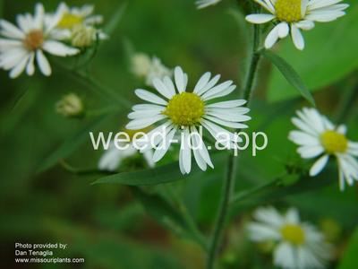 aster, white prairie