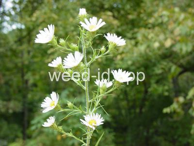 aster, white prairie