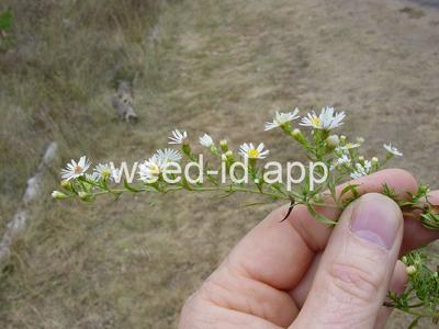 aster, white prairie