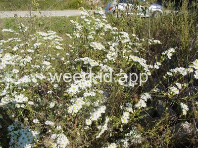 aster, white prairie