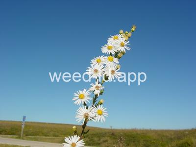 aster, white prairie