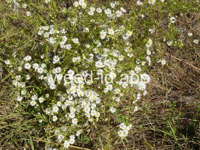 aster, white prairie