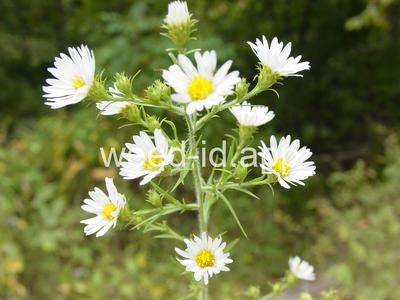 aster, white prairie