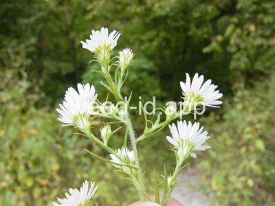 aster, white prairie