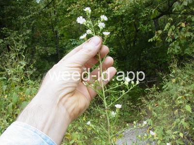 aster, white prairie