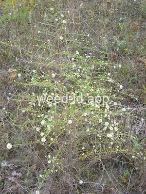aster, white prairie