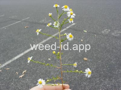 aster, white prairie