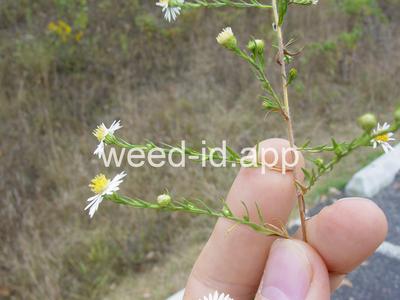 aster, white prairie