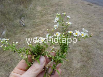 aster, white prairie