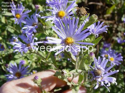 aster, western