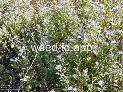 aster, western
