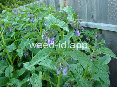 comfrey, common