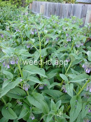 comfrey, common