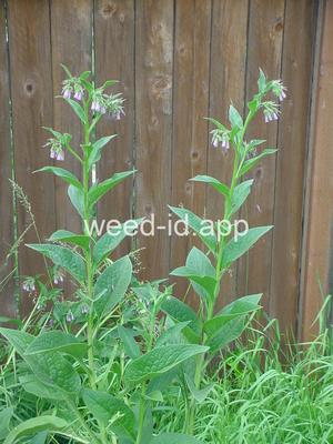 comfrey, common