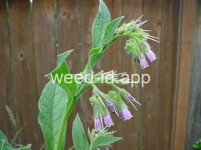 comfrey, common