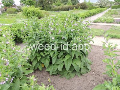 comfrey, common