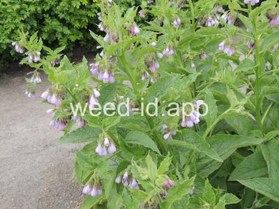 comfrey, common