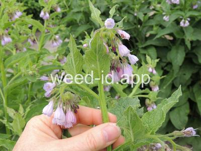 comfrey, common