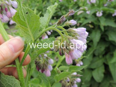comfrey, common