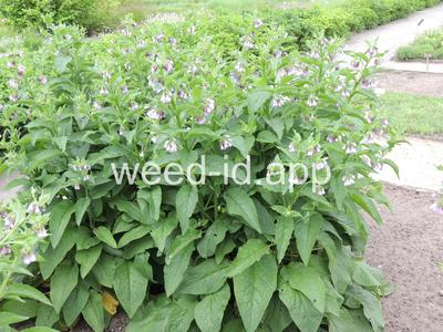comfrey, common